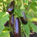 Eggplant seeds