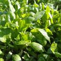 Spinach seeds