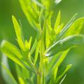 Tarragon seeds