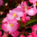 Begonia seeds