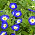 Morning Glory seeds