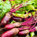 Beetroot seeds