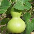 Squash seeds