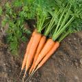 Carrot seeds