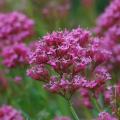 Centranthus seeds