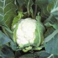 Cauliflower seeds