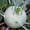 Kohl rabi seeds