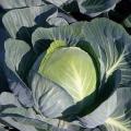 Cabbage seeds