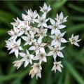 Spring onion seeds