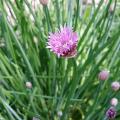 Chives seeds