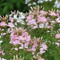 Cleome seeds