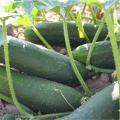 Cucumber seeds