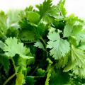 Coriander seeds