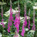 Foxglove - Digitalis seeds