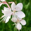 Gaura seeds