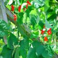 Runner beans