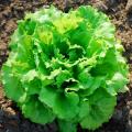 Lettuce seeds