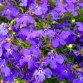 Lobelia seeds