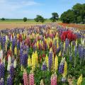 Lupin seeds