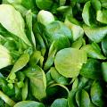 Lamb's Lettuce seeds