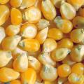 Sweetcorn seeds