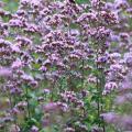 Sweet Marjoram Seeds