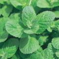 Mint seeds