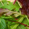 Mesclun seeds