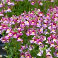 Nemesia seeds