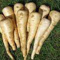 Parsnip seeds