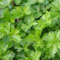 Parsley Seeds