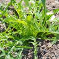 Dandelion seeds