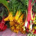 Swiss Chard seeds