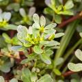 Purslane seeds