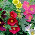 Hollyhock seeds