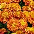 African Marigold seeds