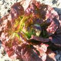 Salad leaf seeds