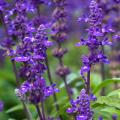 Salvia seeds