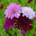 Scabiosa seeds