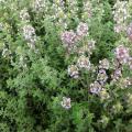 Thyme seeds