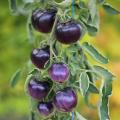Cherry and cocktail tomato seeds