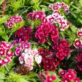 Sweet William seeds