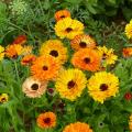 Easy-grow flower seeds