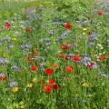 Fallows and meadows in flower