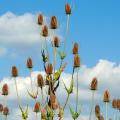 Dried flowers seeds