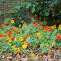 Flowers seeds for partial shade