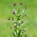Cynoglossum seeds - Hound's tongue