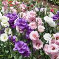 Graines de Lisianthus