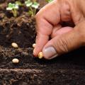 Organic Vegetable Seeds