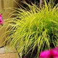 Ornamental grasses